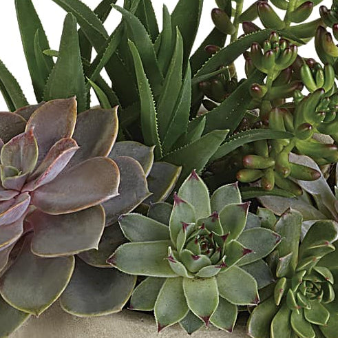 desert beauty succulent Desert Beauty Succulent Garden