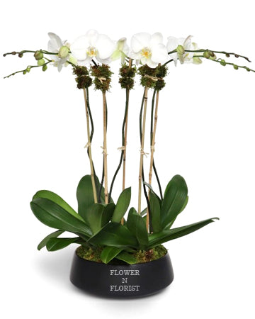White 5 Stems