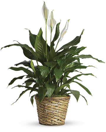 Peace Lily - M
