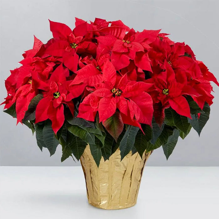Pointsetia10